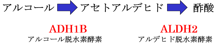 アルコール→アセトアルデヒド→酢酸。ADH1B：アルコール脱水素酵素。ALDH2：アルデヒド脱水素酵素